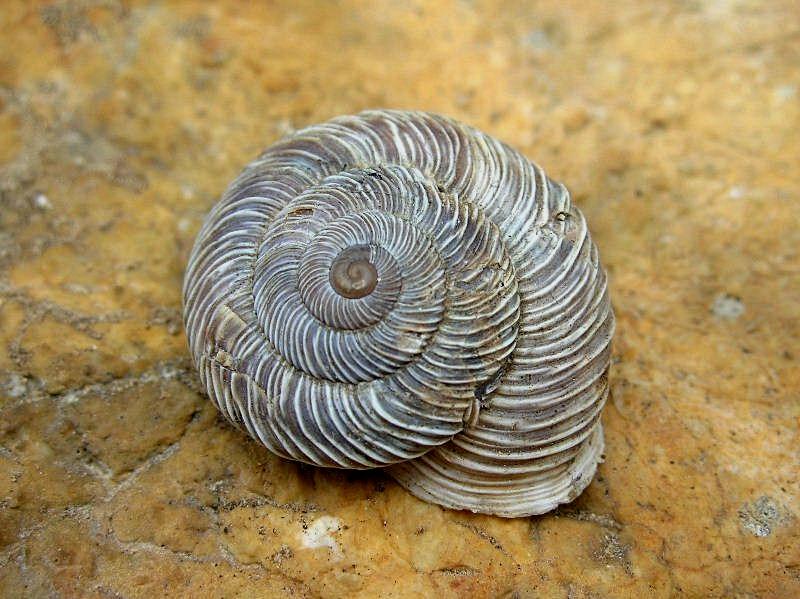 Chilostoma cingulatum gobanzi (BS)